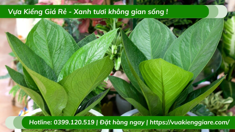 Cây thần tài thái lan để bàn