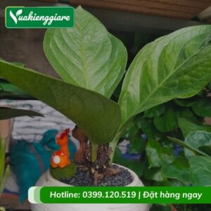 Cây thần tài thái lan để bàn