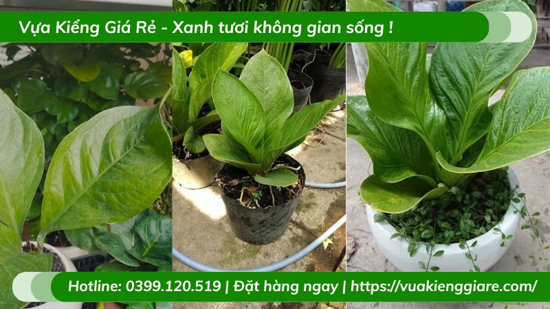 Cây thần tài thái lan để bàn