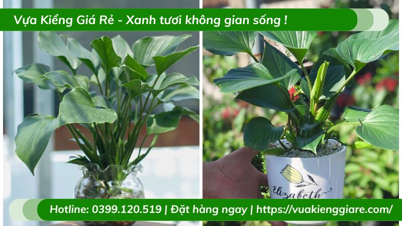 Cây thanh tâm trồng chậu để bàn