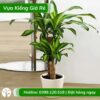Cây thiết mộc lan 5 thân lá sọc vàng