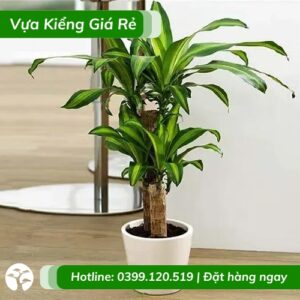 Cây thiết mộc lan 5 thân lá sọc vàng