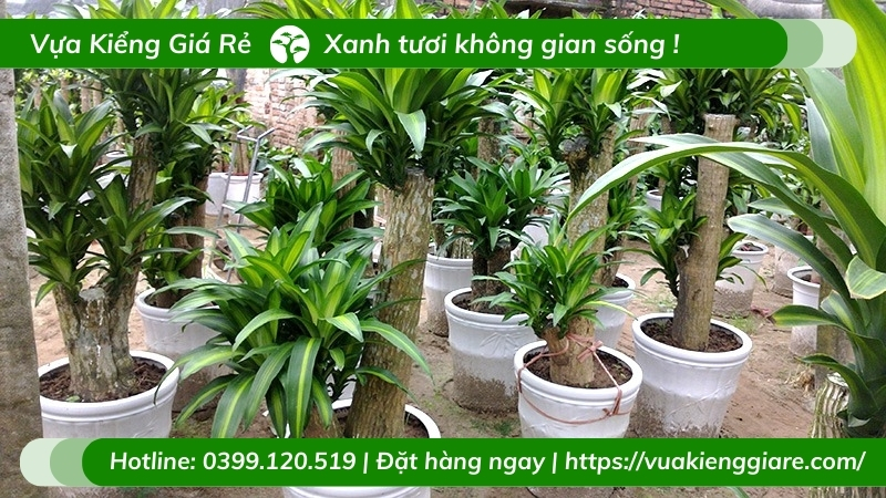 cây thiết mộc lan