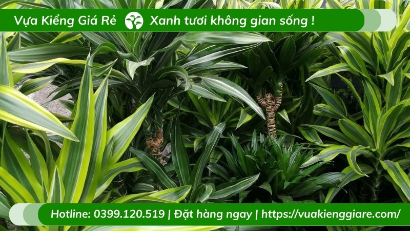 cây thiết mộc lan