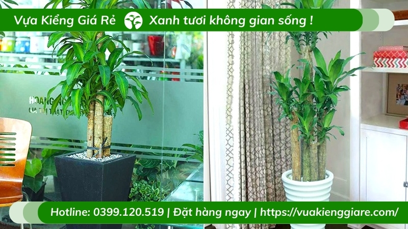 cây thiết mộc lan