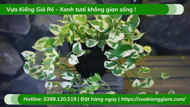 Cây trầu bà cẩm thạch trồng chậu để bàn