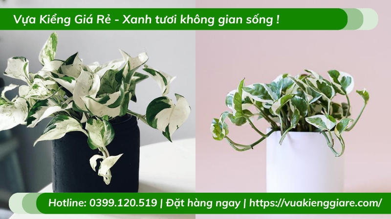 Cây trầu bà cẩm thạch trồng chậu để bàn