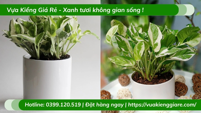 Cây trầu bà cẩm thạch trồng chậu để bàn