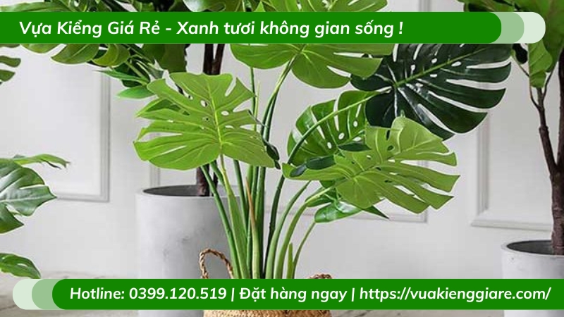 Cây trầu bà chân vịt trồng chậu để bàn