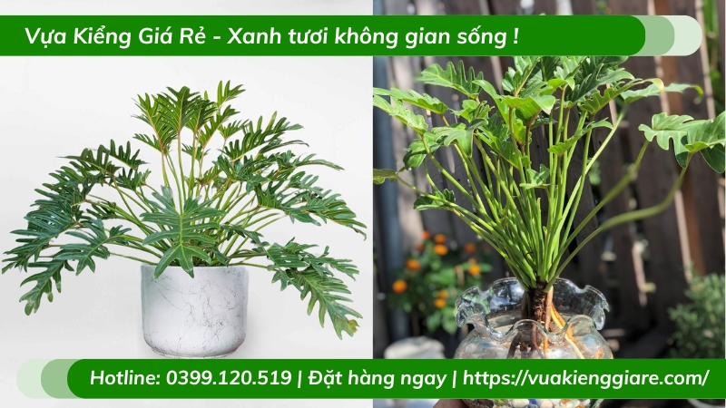 Cây trầu bà chân vịt trồng chậu để bàn