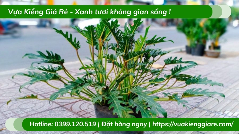 Cây trầu bà chân vịt trồng chậu để bàn