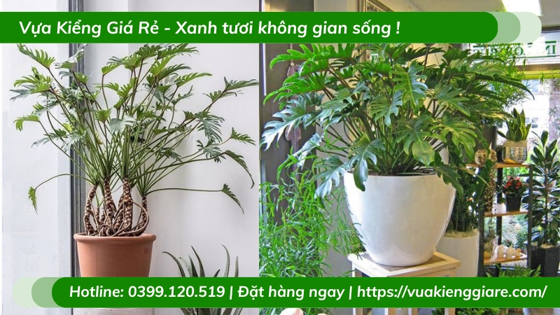 Cây trầu bà chân vịt trồng chậu để bàn