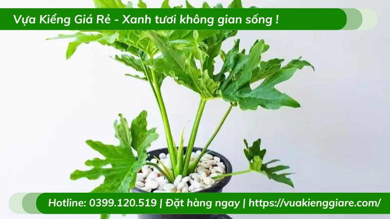 Cây trầu bà chân vịt trồng chậu để bàn