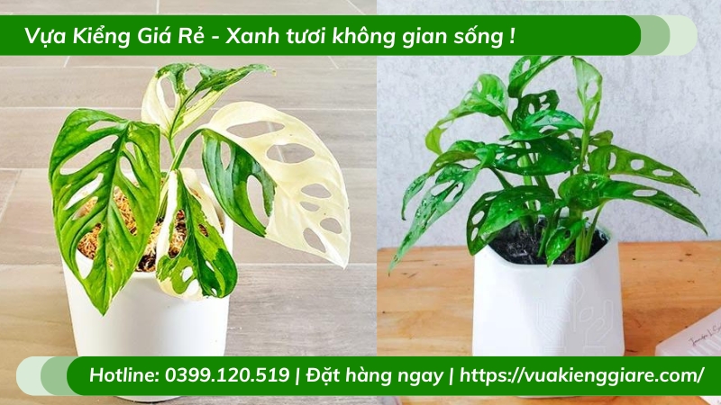 Cây trầu bà cửa lỗ chậu để bàn