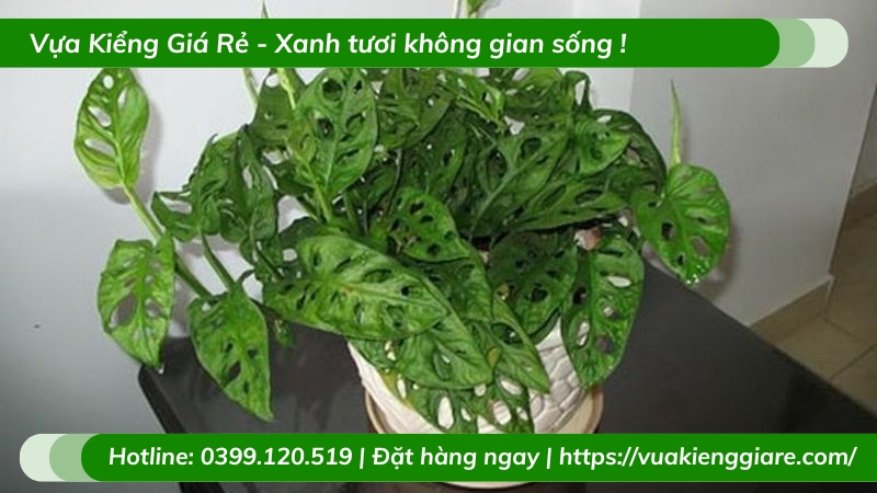 Cây trầu bà cửa lỗ chậu để bàn