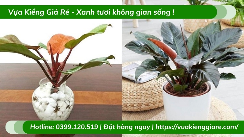 Cây trầu bà đế vương đỏ chậu để bàn