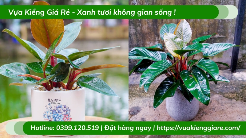 Cây trầu bà đế vương đỏ chậu để bàn