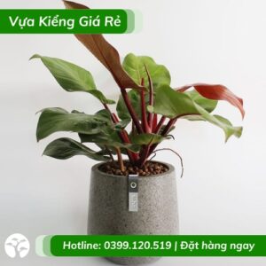 Cây trầu bà đế vương đỏ chậu để bàn