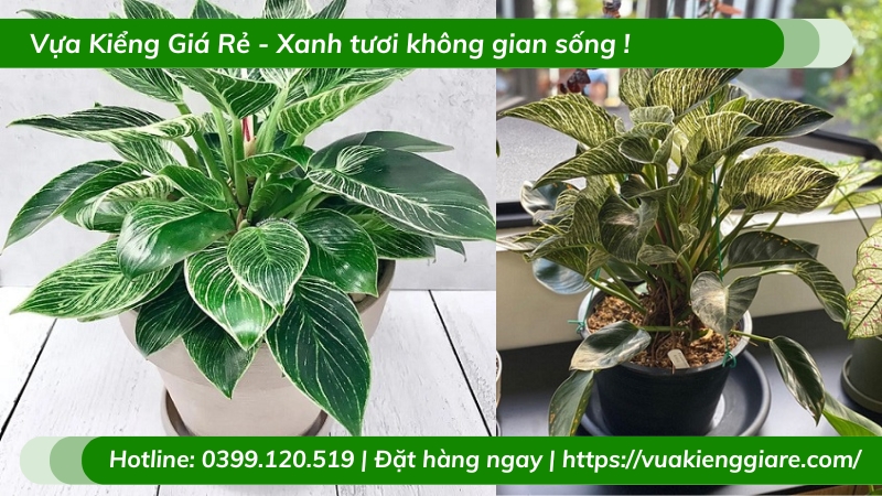 Cây trầu bà đế vương hoàng kim chậu để bàn