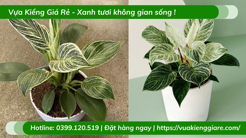 Cây trầu bà đế vương hoàng kim chậu để bàn