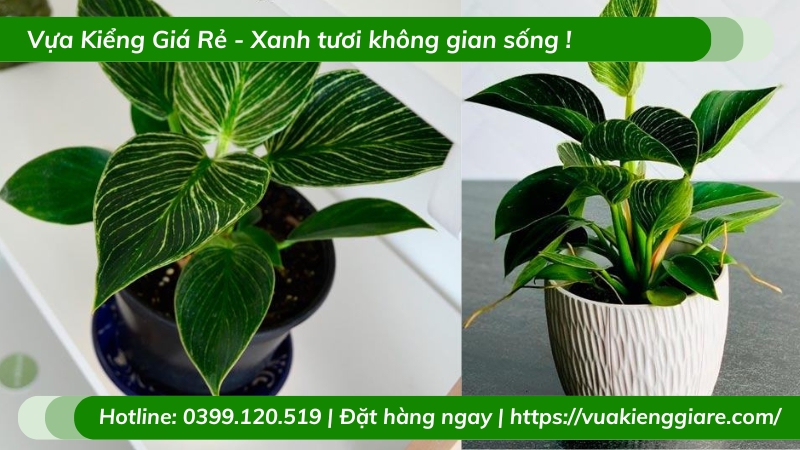 Cây trầu bà đế vương hoàng kim chậu để bàn