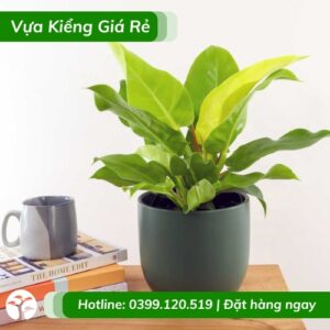 Cây trầu bà đế vương vàng chậu để bàn