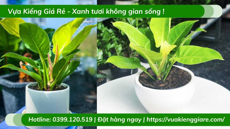 Cây trầu bà đế vương vàng chậu để bàn