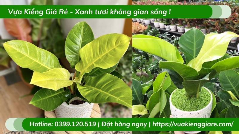 Cây trầu bà đế vương vàng chậu để bàn