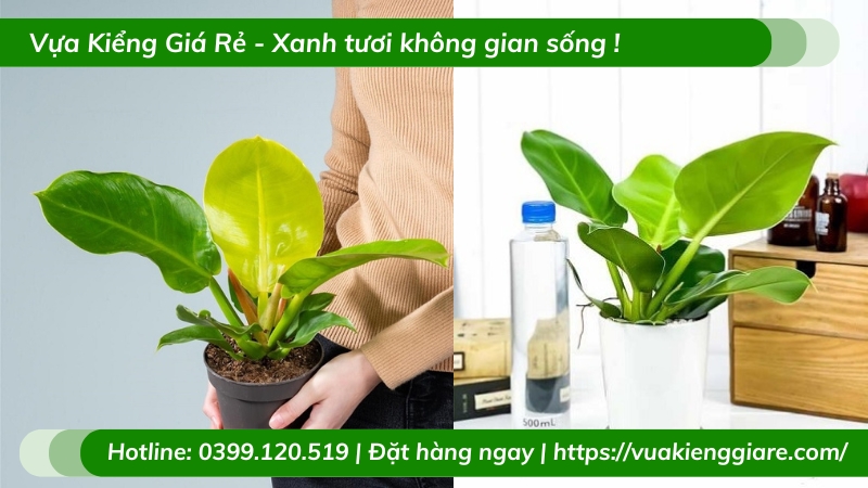 Cây trầu bà đế vương vàng chậu để bàn