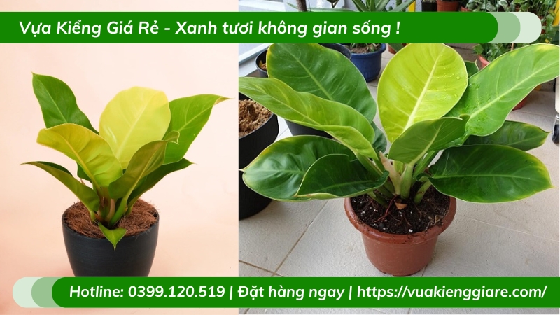 Cây trầu bà đế vương vàng chậu để bàn