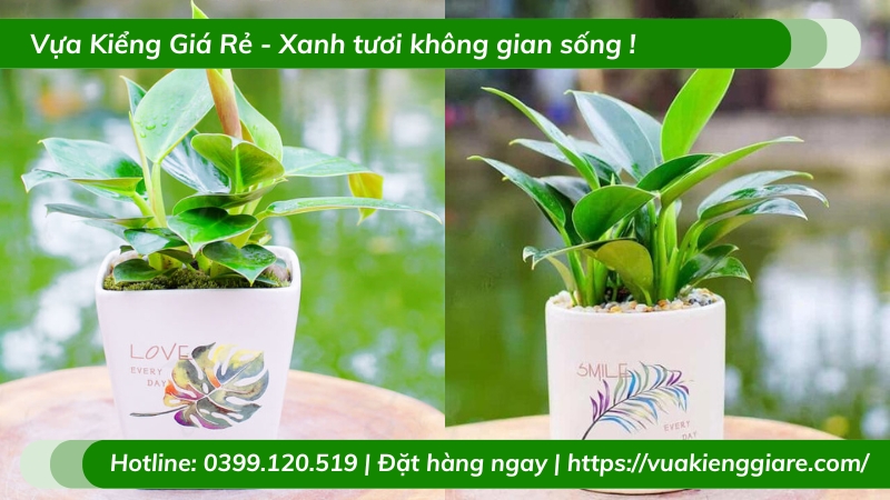 Cây trầu bà đế vương xanh chậu để bàn