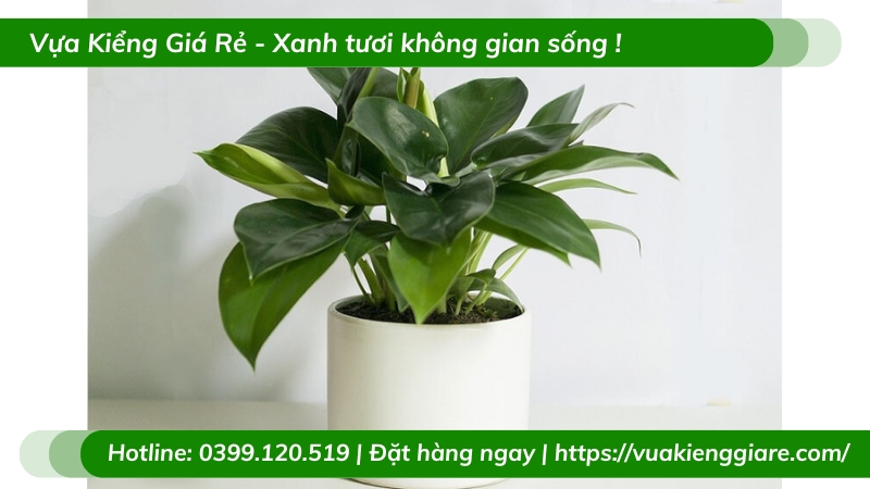 Cây trầu bà đế vương xanh chậu để bàn