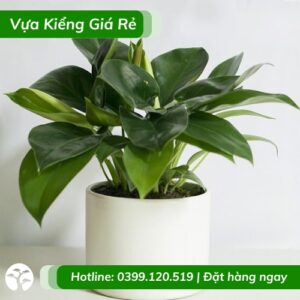 Cây trầu bà đế vương xanh chậu để bàn