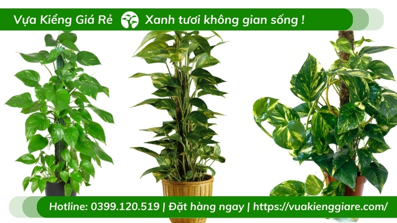 Trầu bà leo cột - cây nội thất lọc không khí