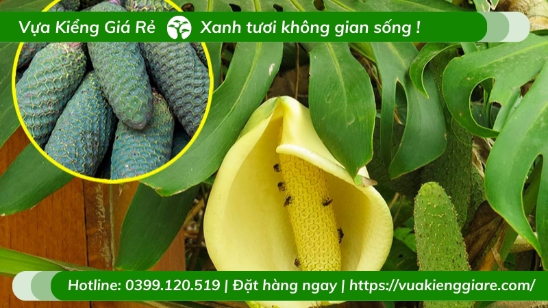 Chậu cây trầu bà nam mỹ nội thất