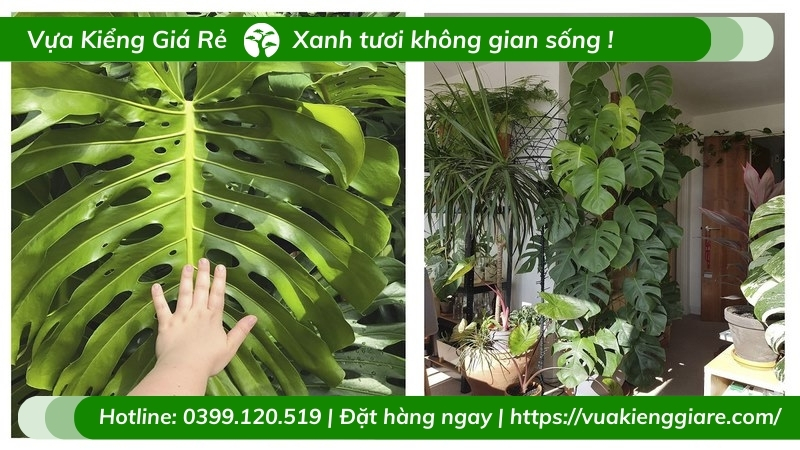 Cây trầu bà Nam Mỹ