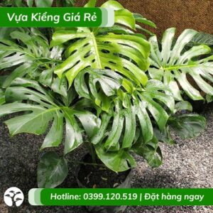 Cây trầu bà nam mỹ leo cột trồng chậu trang trí trong nhà