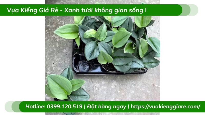 Cây trầu bà ngọc trai chậu để bàn
