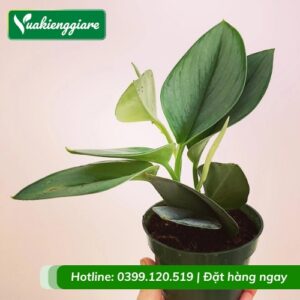 Cây trầu bà ngọc trai chậu để bàn