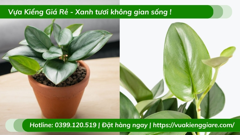 Cây trầu bà ngọc trai chậu để bàn
