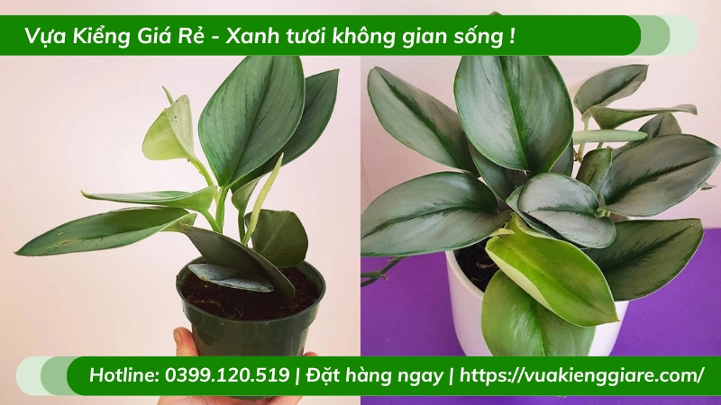 Cây trầu bà ngọc trai chậu để bàn