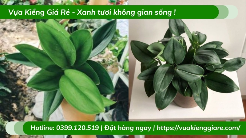 Cây trầu bà ngọc trai chậu để bàn