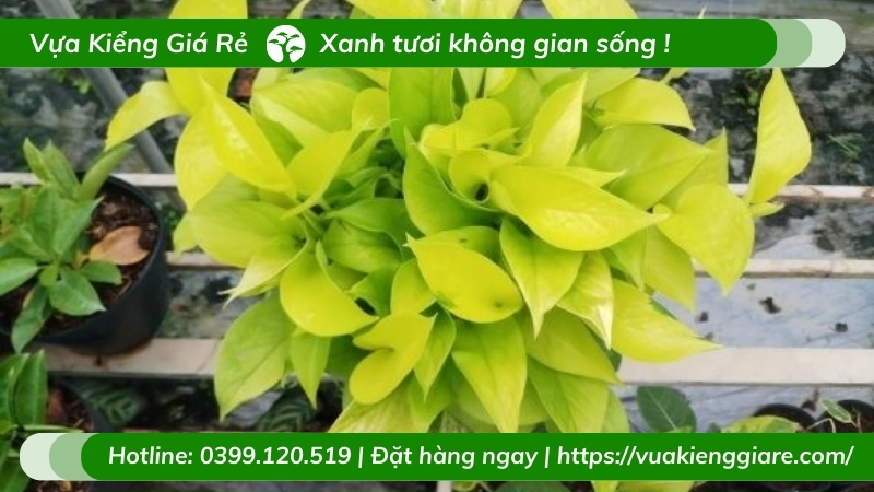 Cây trầu bà thái vàng chậu để bàn