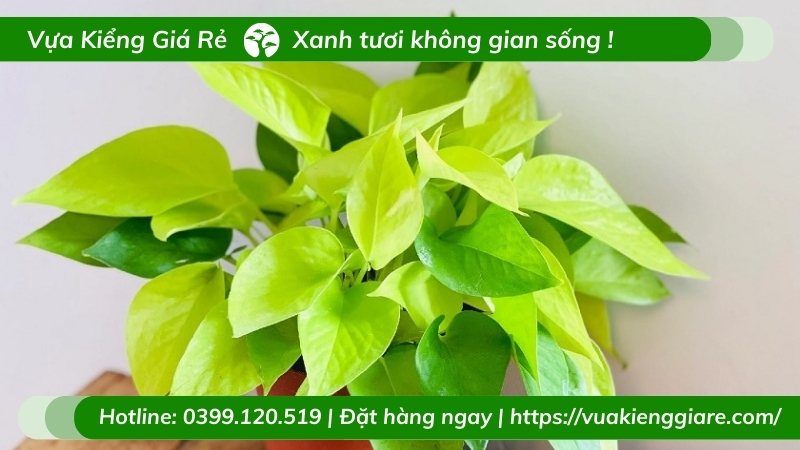 Cây trầu bà thái vàng chậu để bàn