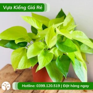 Cây trầu bà thái vàng chậu để bàn