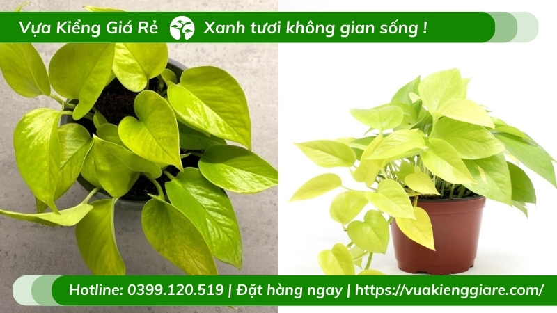 Cây trầu bà thái vàng chậu để bàn