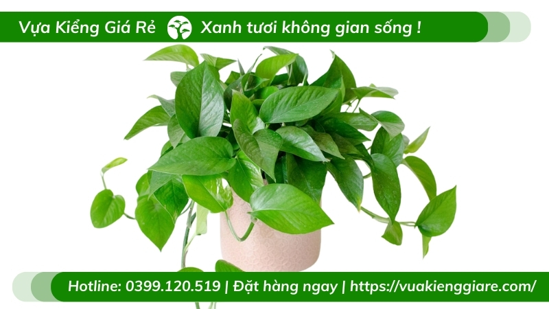 Cây trầu bà thái xanh chậu để bàn