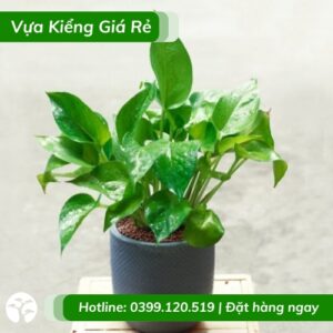Cây trầu bà thái xanh chậu để bàn