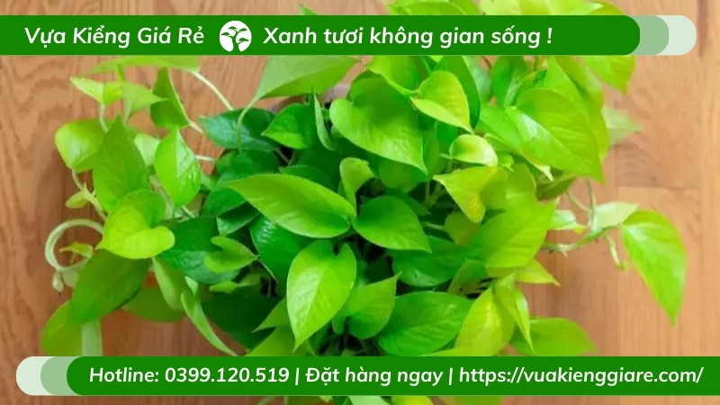 Cây trầu bà thái xanh chậu để bàn