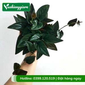 Cây trầu bà tím chậu để bàn